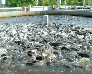 使用現(xiàn)場(chǎng)氧氣發(fā)生器(制氧機(jī))提高養(yǎng)魚效果
